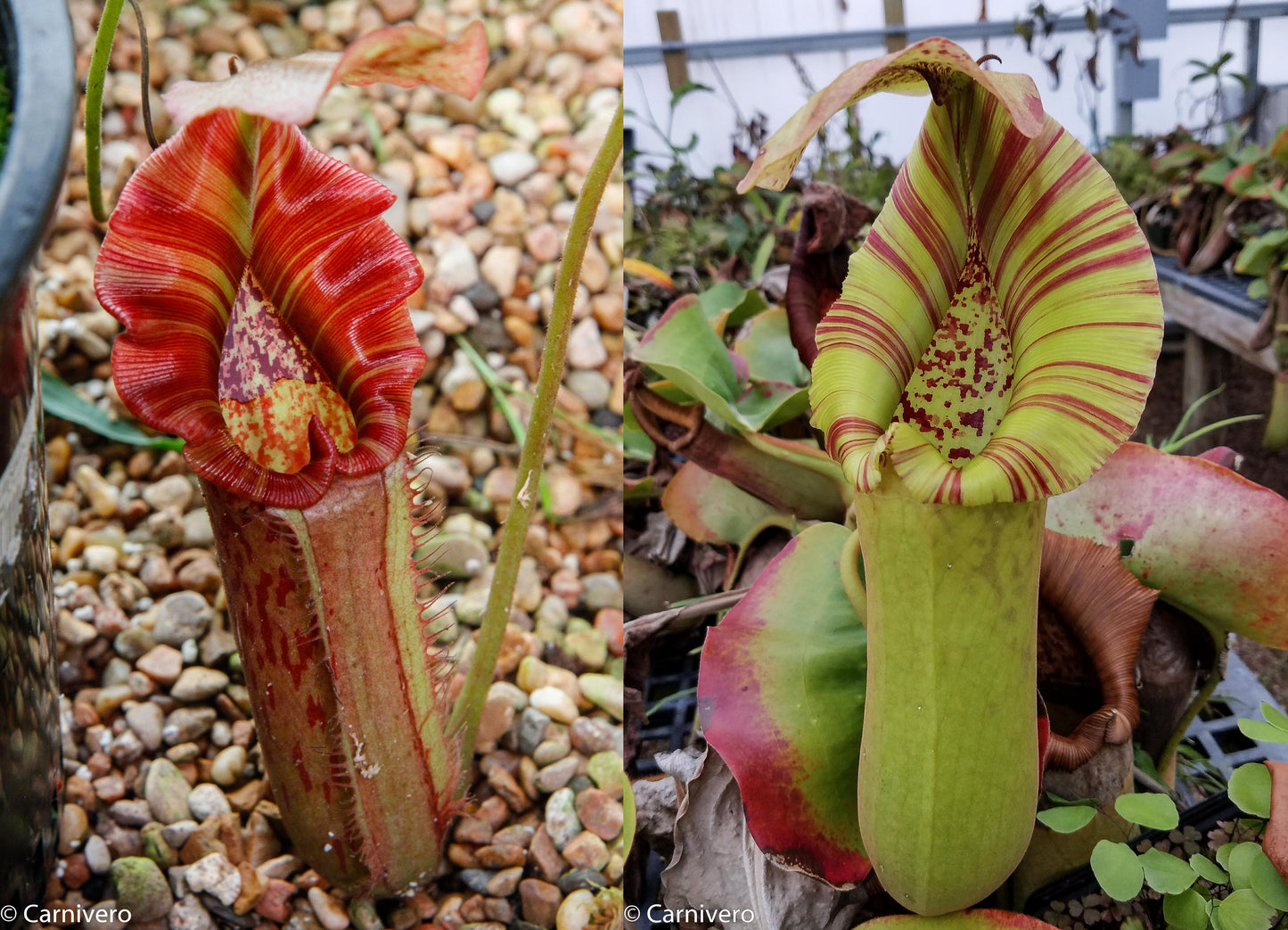 Nepenthes Song of Melancholy x truncata (c) - Giant, CAR-0025