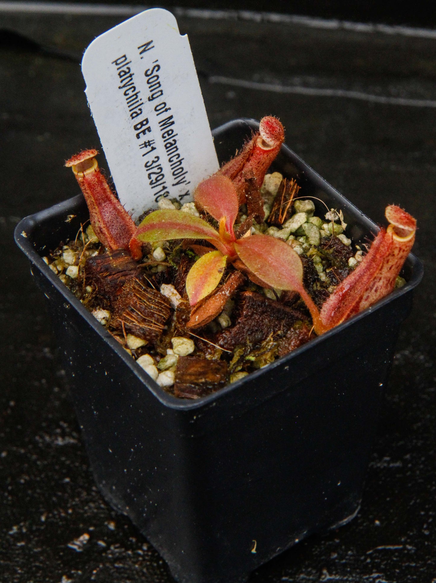 Nepenthes Song of Melancholy x platychila
