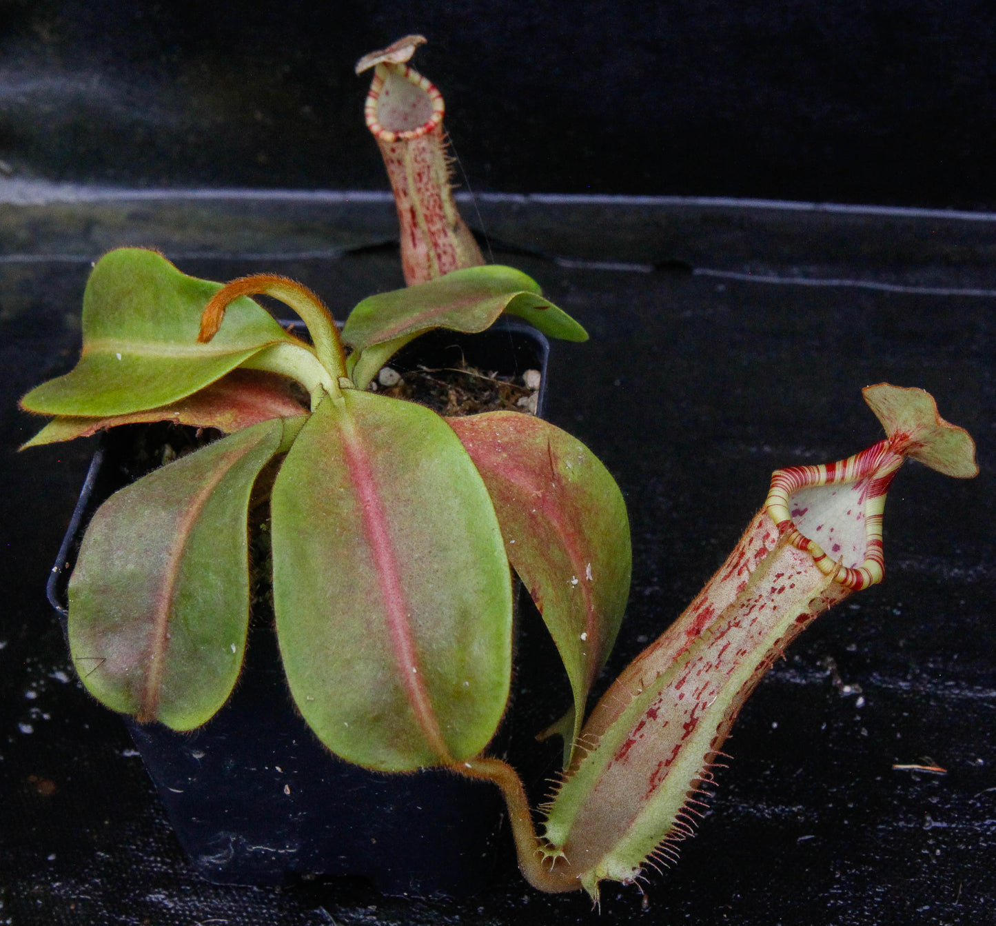 Nepenthes Song of Melancholy x platychila