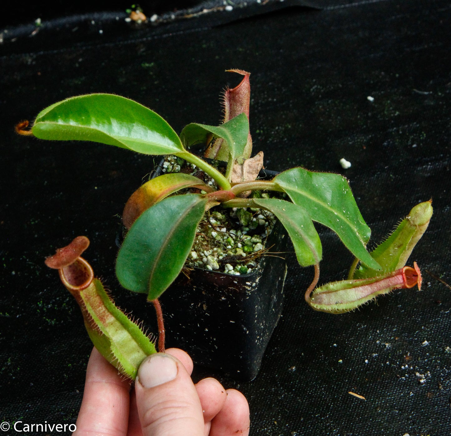 Nepenthes Song of Melancholy x truncata (c) - Giant, CAR-0025