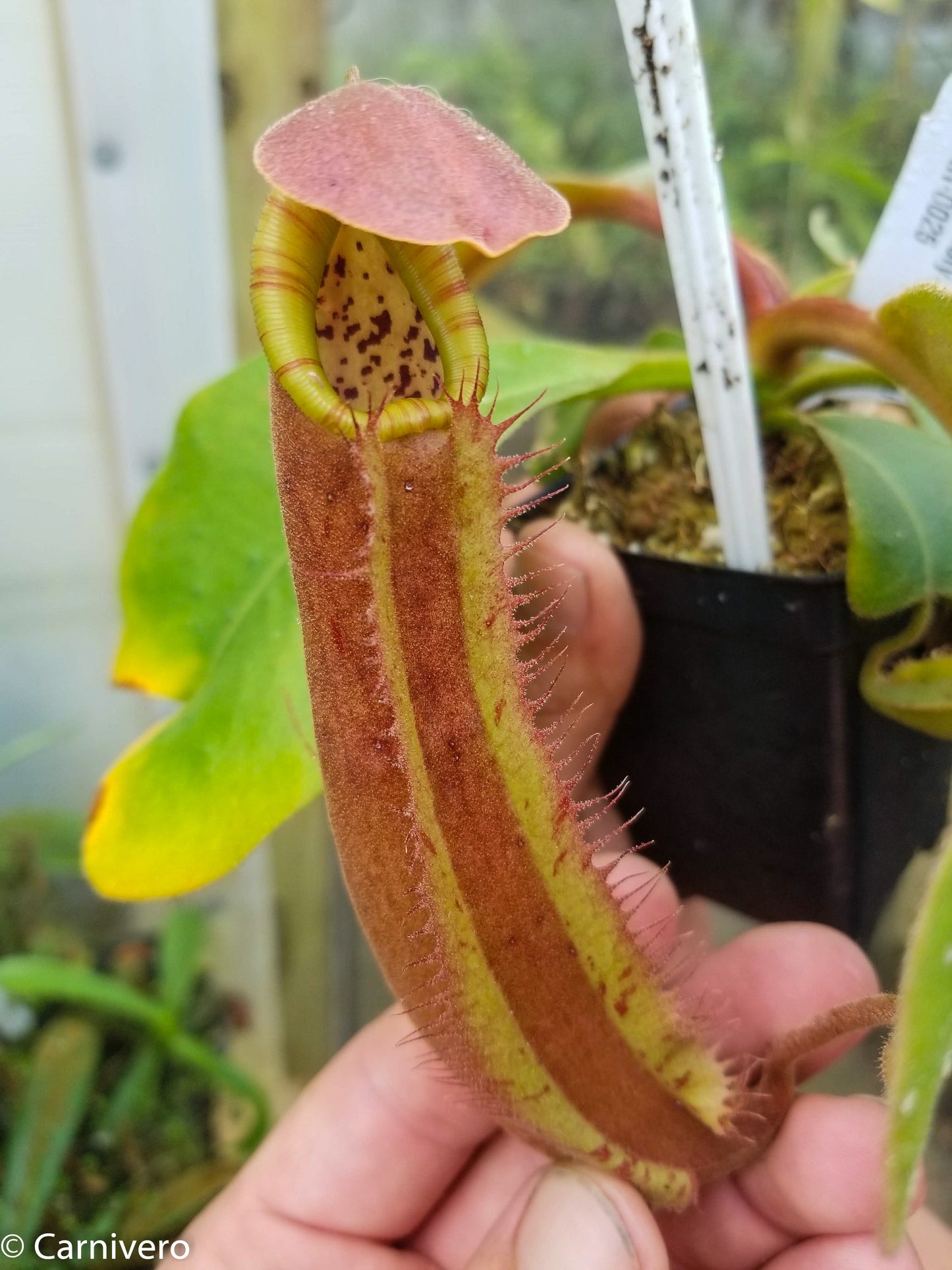 Nepenthes Song of Melancholy x truncata (c) - Giant, CAR-0025