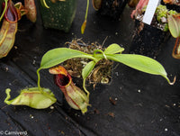 Nepenthes spathulata, BE-3175, pitcher plant, carnivorous plant, collectors plant, large pitchers, rare plants