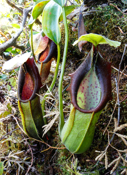 Nepenthes spathulata, BE-3175, pitcher plant, carnivorous plant, collectors plant, large pitchers, rare plants