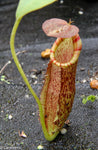 Nepenthes spathulata x (lowii x tentaculata) BE-3732