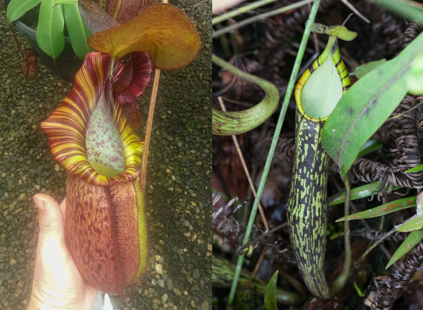 Nepenthes (spathulata x spectabilis)