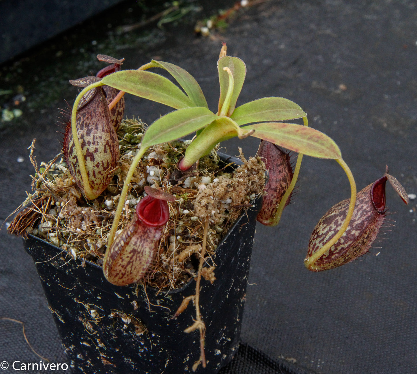Nepenthes spectabilis x aristolochioides, BE-3663