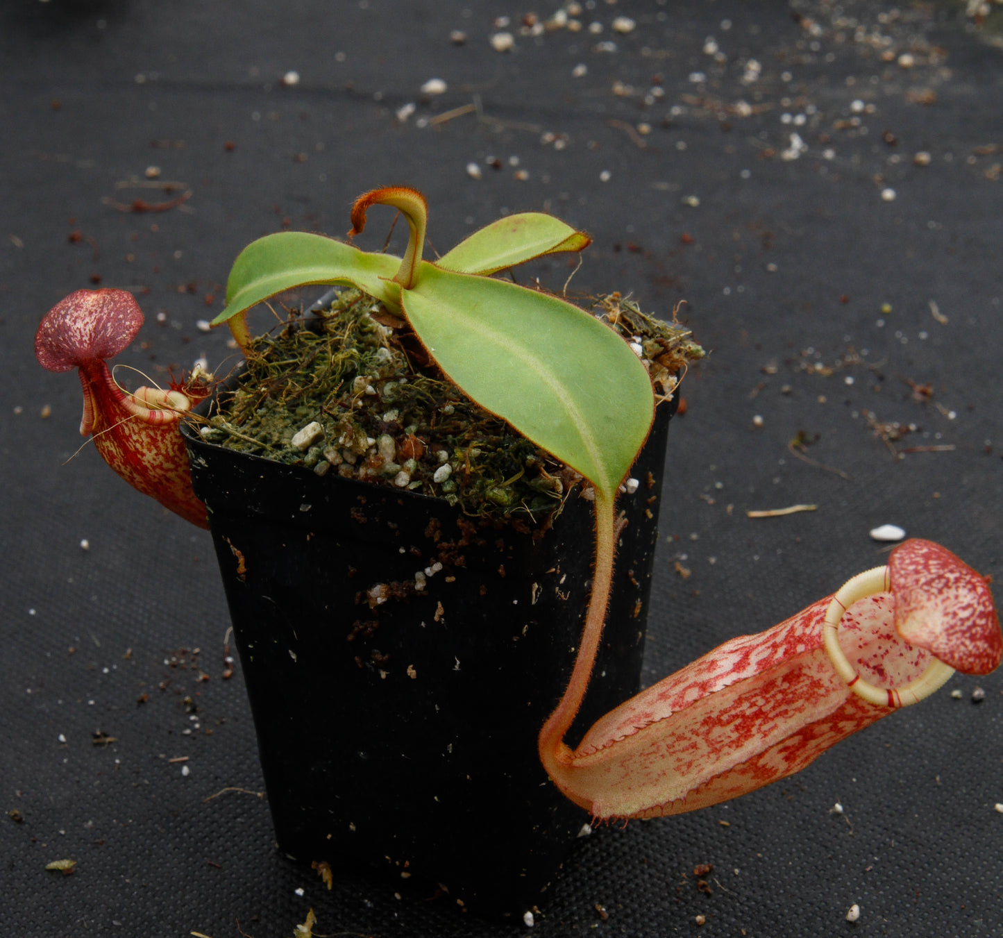 Nepenthes spectabilis x veitchii