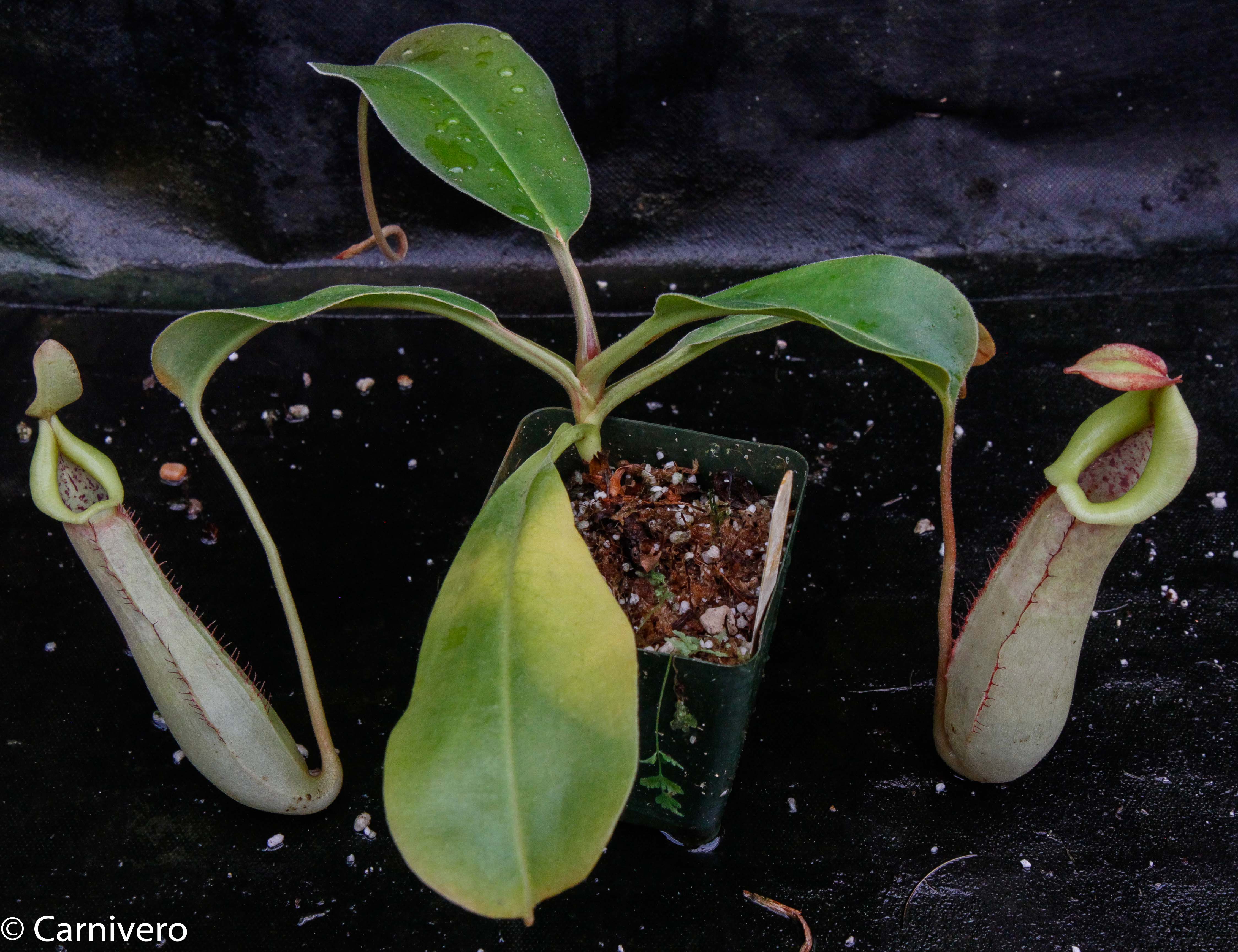 Nepenthes Splendid Diana x truncata – Carnivero