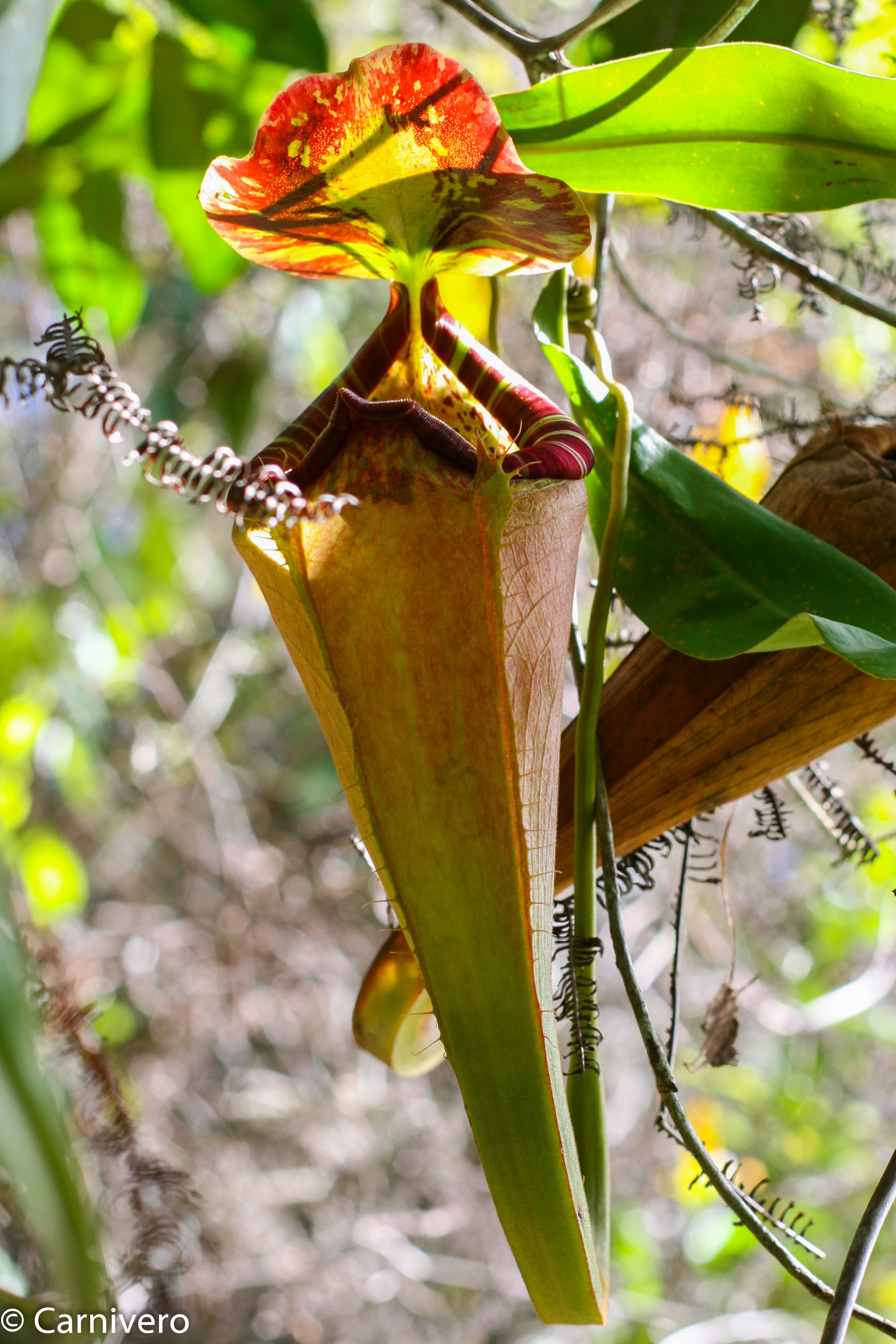 Nepenthes sumatrana – Carnivero