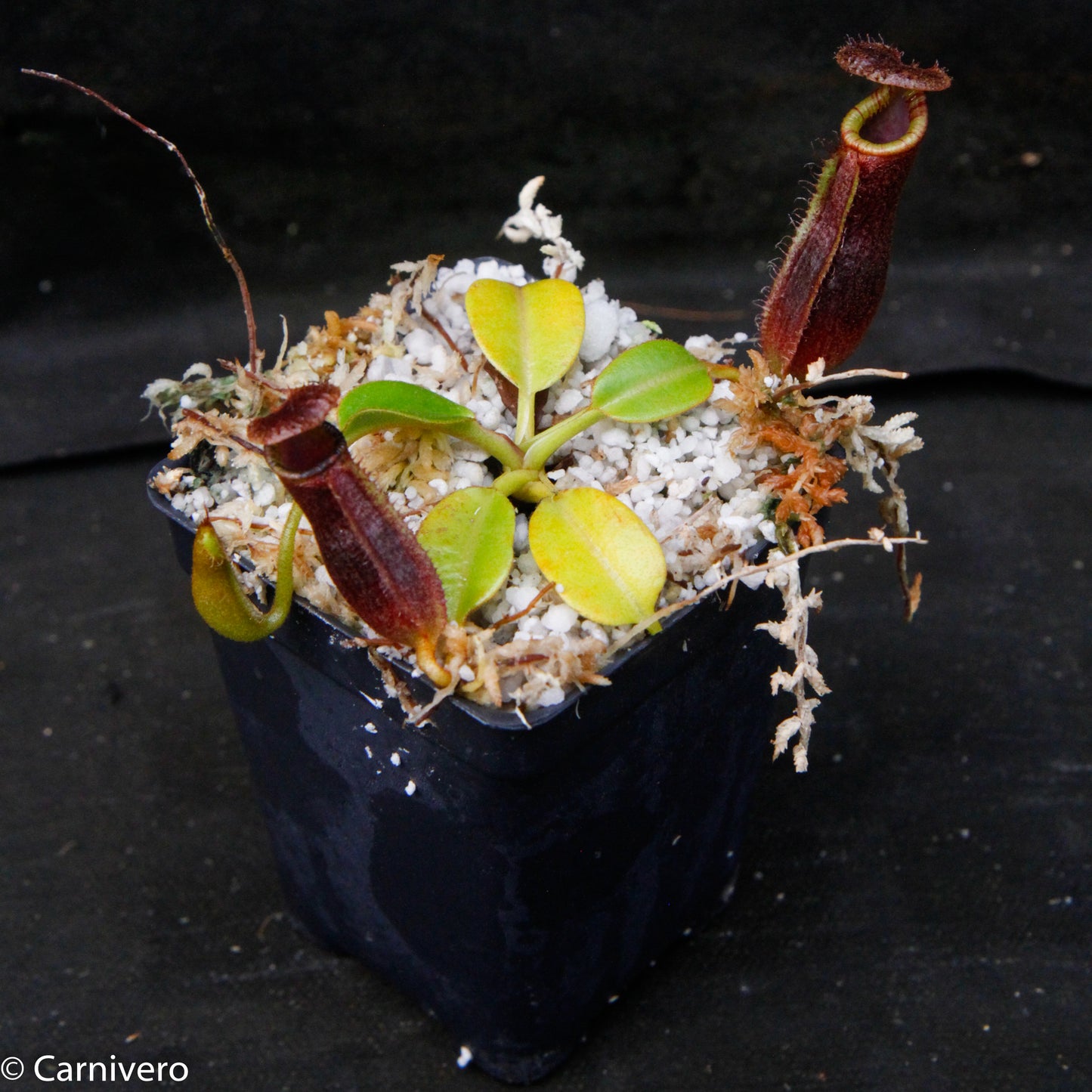 Nepenthes Trusmadiensis x robcantleyi, pitcher plant, carnivorous plant, collectors plant, large pitchers, rare plants