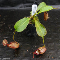 Nepenthes talangensis x robcantleyi, pitcher plant, carnivorous plant, collectors plant, large pitchers, rare plants