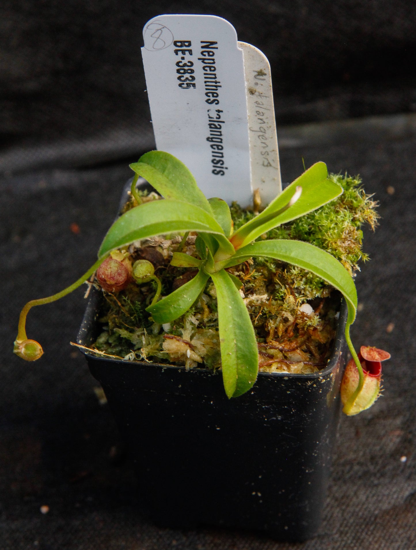 Nepenthes talangensis
