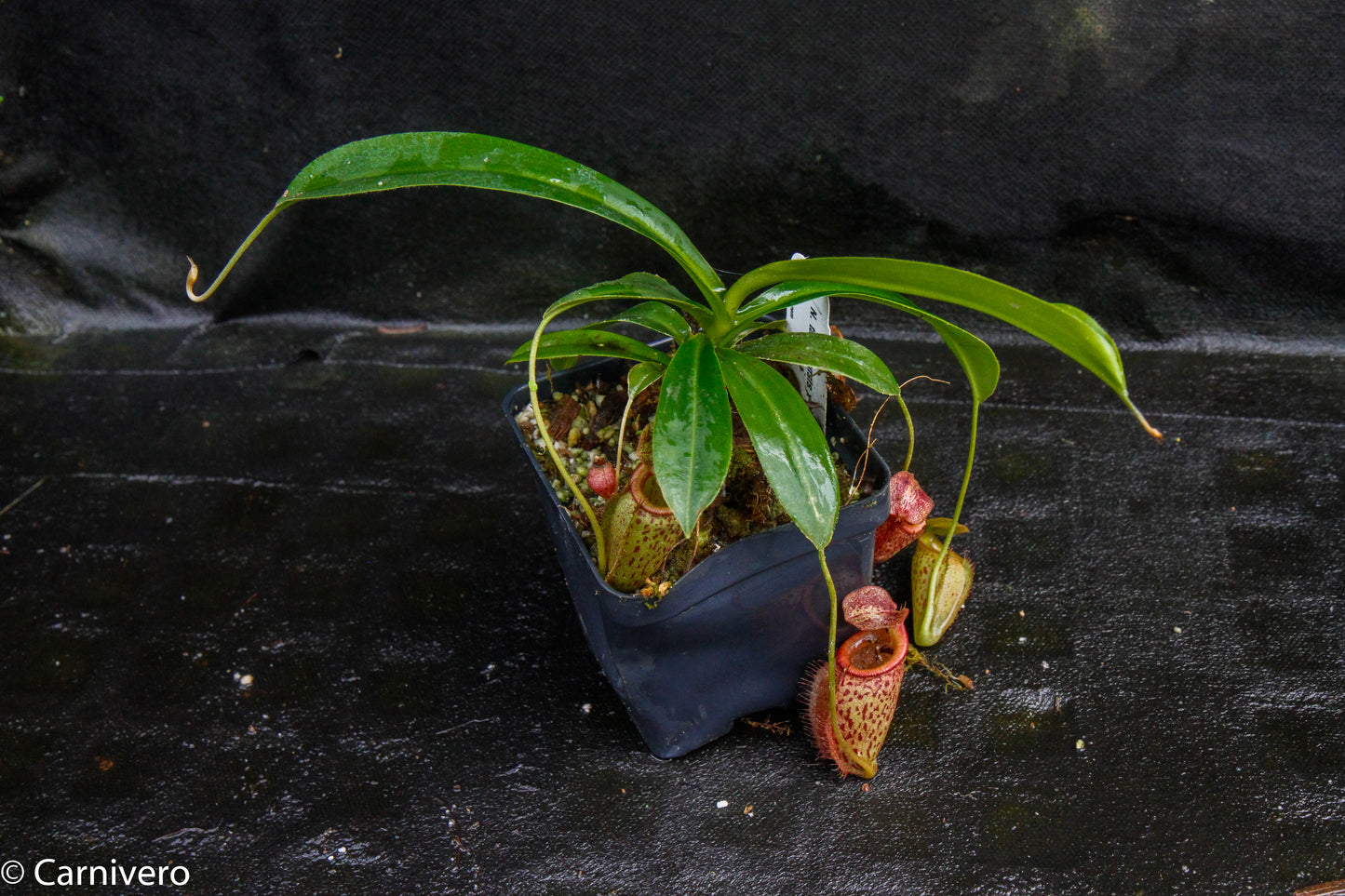 Nepenthes talangensis x mira, CAR-0106