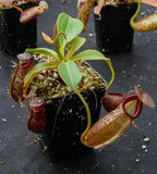 Nepenthes talangensis x robcantleyi, pitcher plant, carnivorous plant, collectors plant, large pitchers, rare plants