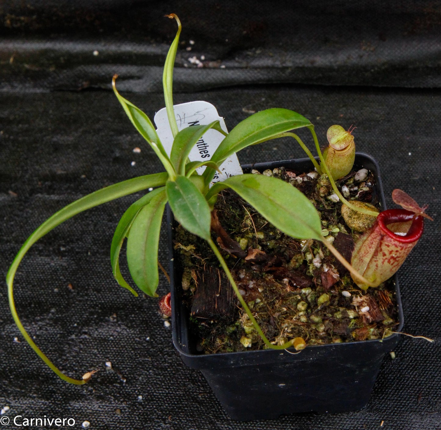 Nepenthes tenuis x dubia