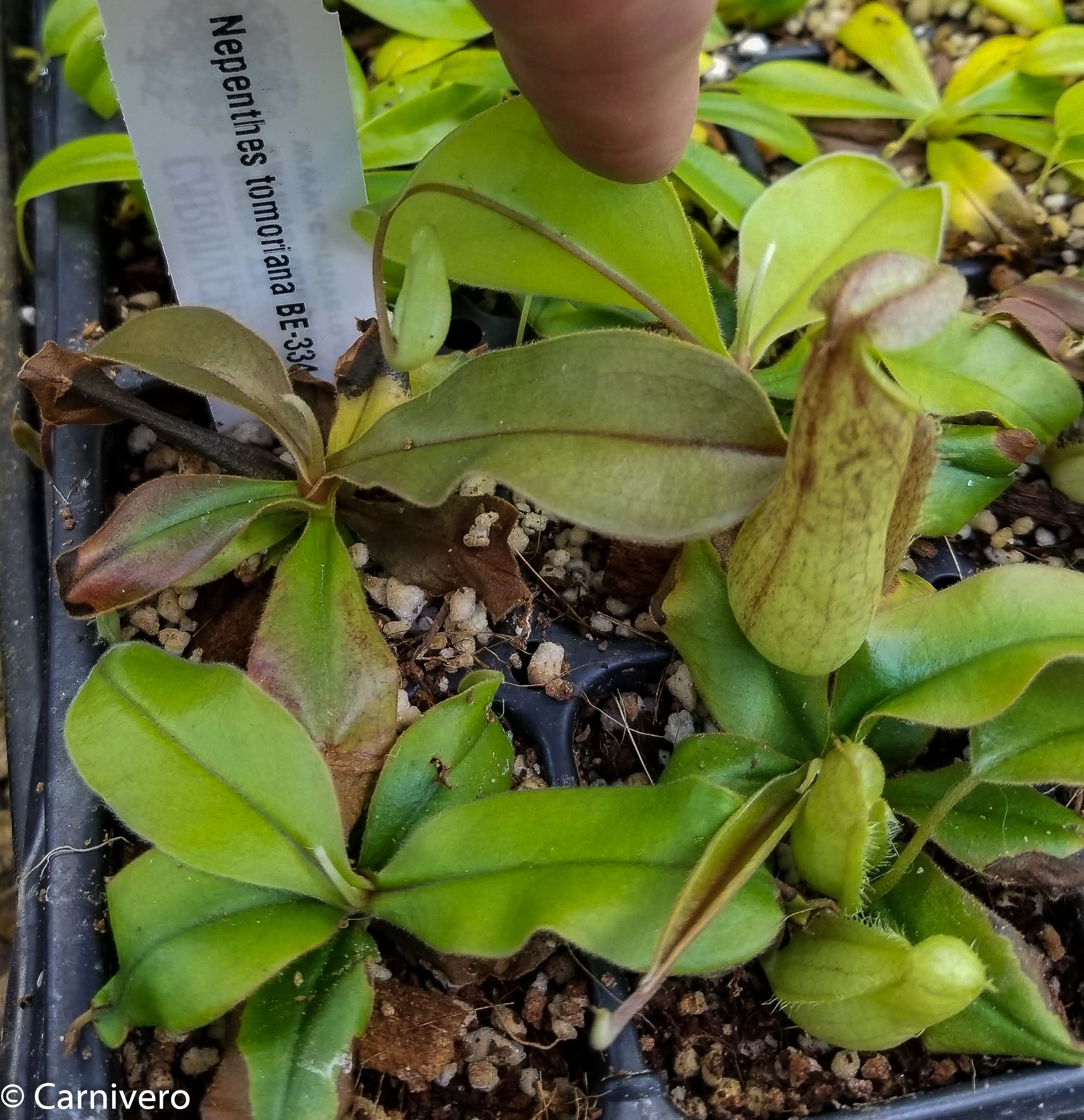 Nepenthes tomoriana BE-3344 – Carnivero