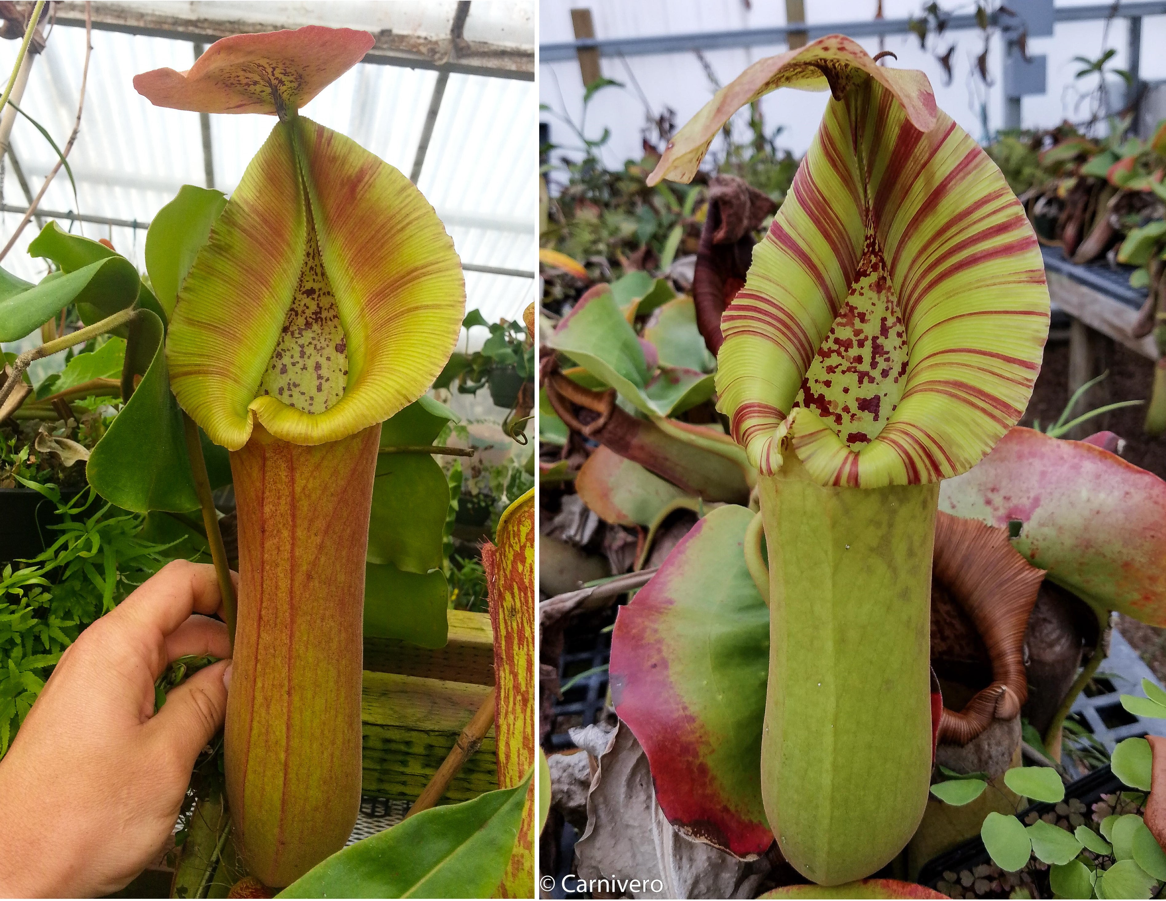 Nepenthes truncata (D#1 x C-Giant), CAR-0034 – Carnivero