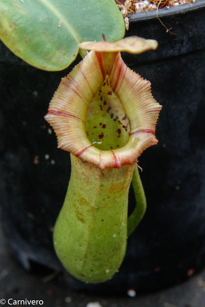 Nepenthes truncata x (sibuyanensis x Trusmadiensis) - DM027