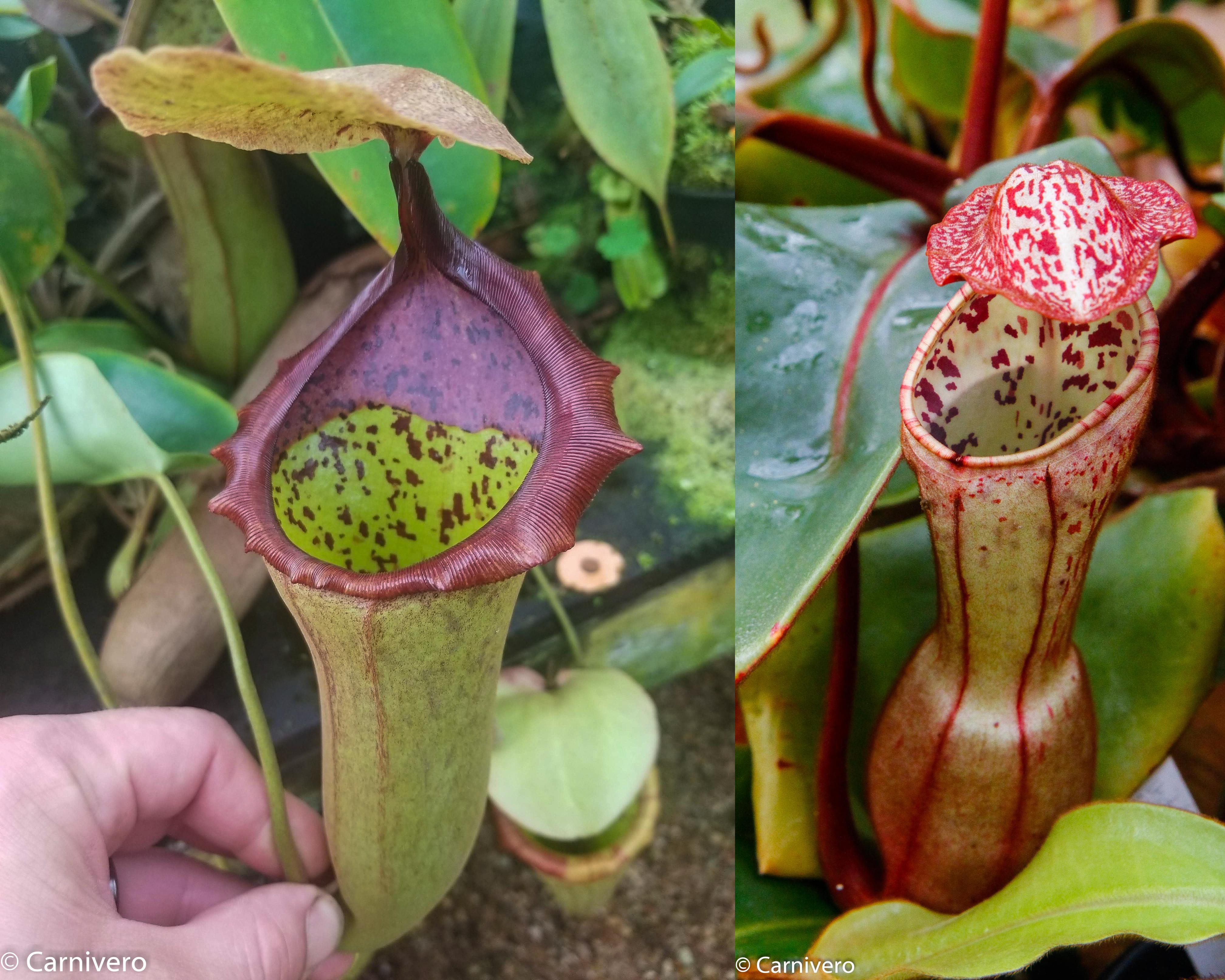 Nepenthes (truncata x campanulata) x clipeata, CAR-0132 – Carnivero