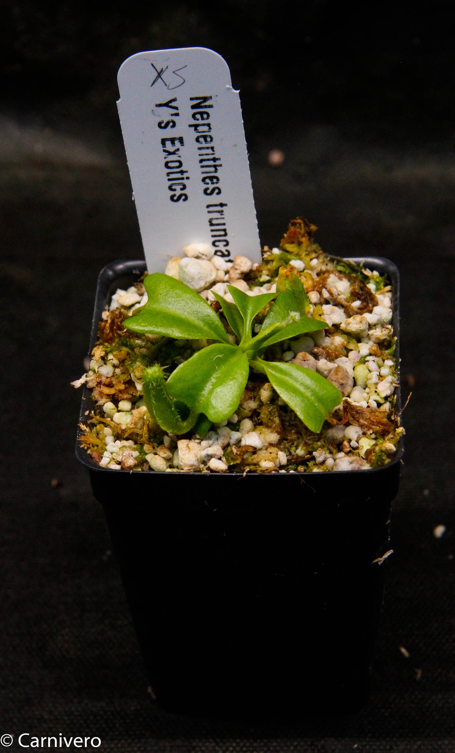 Nepenthes truncata, Hiroshima
