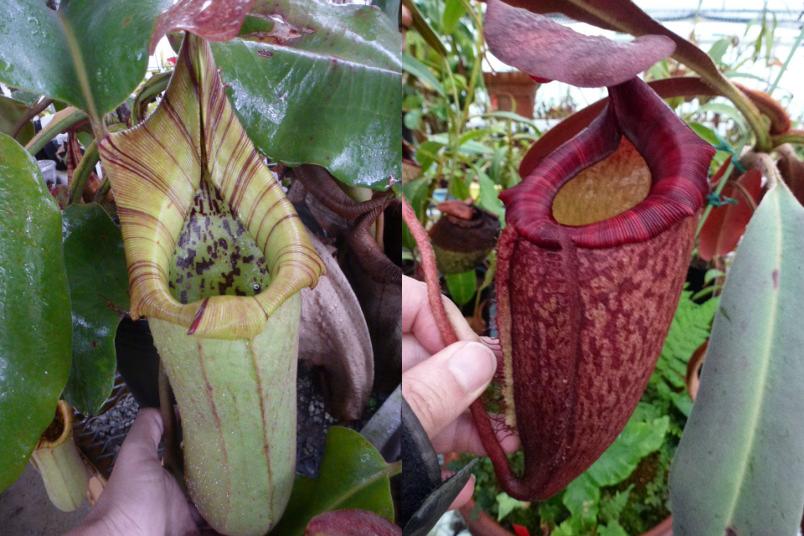 Nepenthes truncata x peltata 