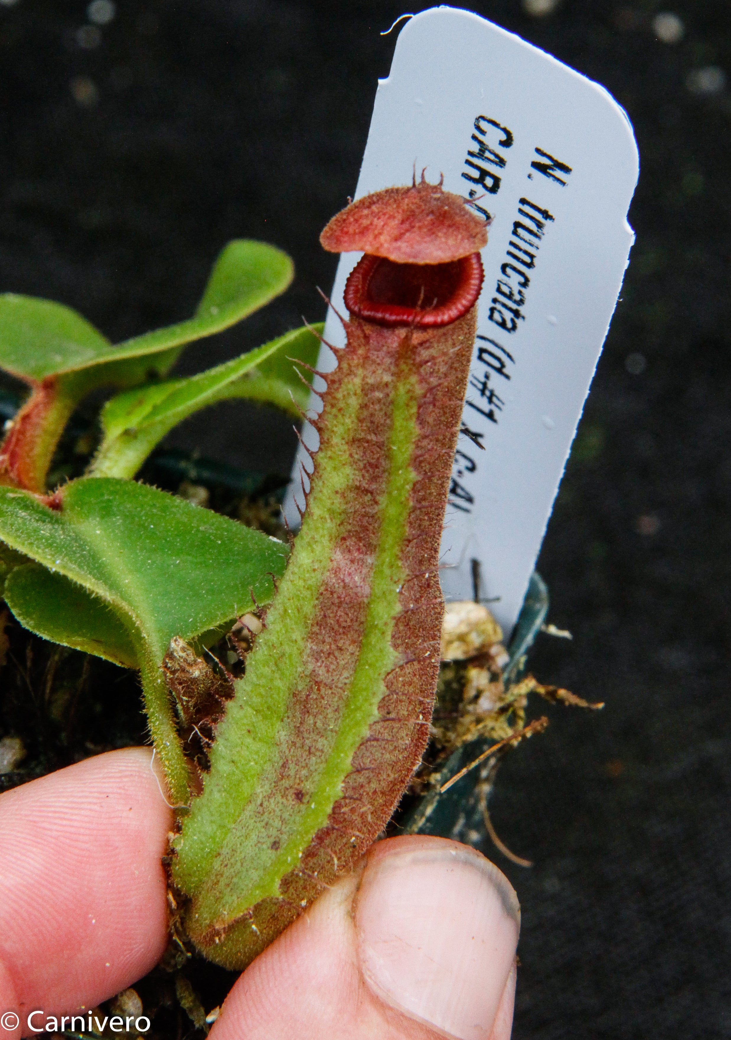 Nepenthes truncata (D#1 x C-Giant), CAR-0034 – Carnivero