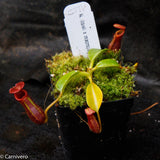 Nepenthes Trusmadiensis x robcantleyi, pitcher plant, carnivorous plant, collectors plant, large pitchers, rare plants 