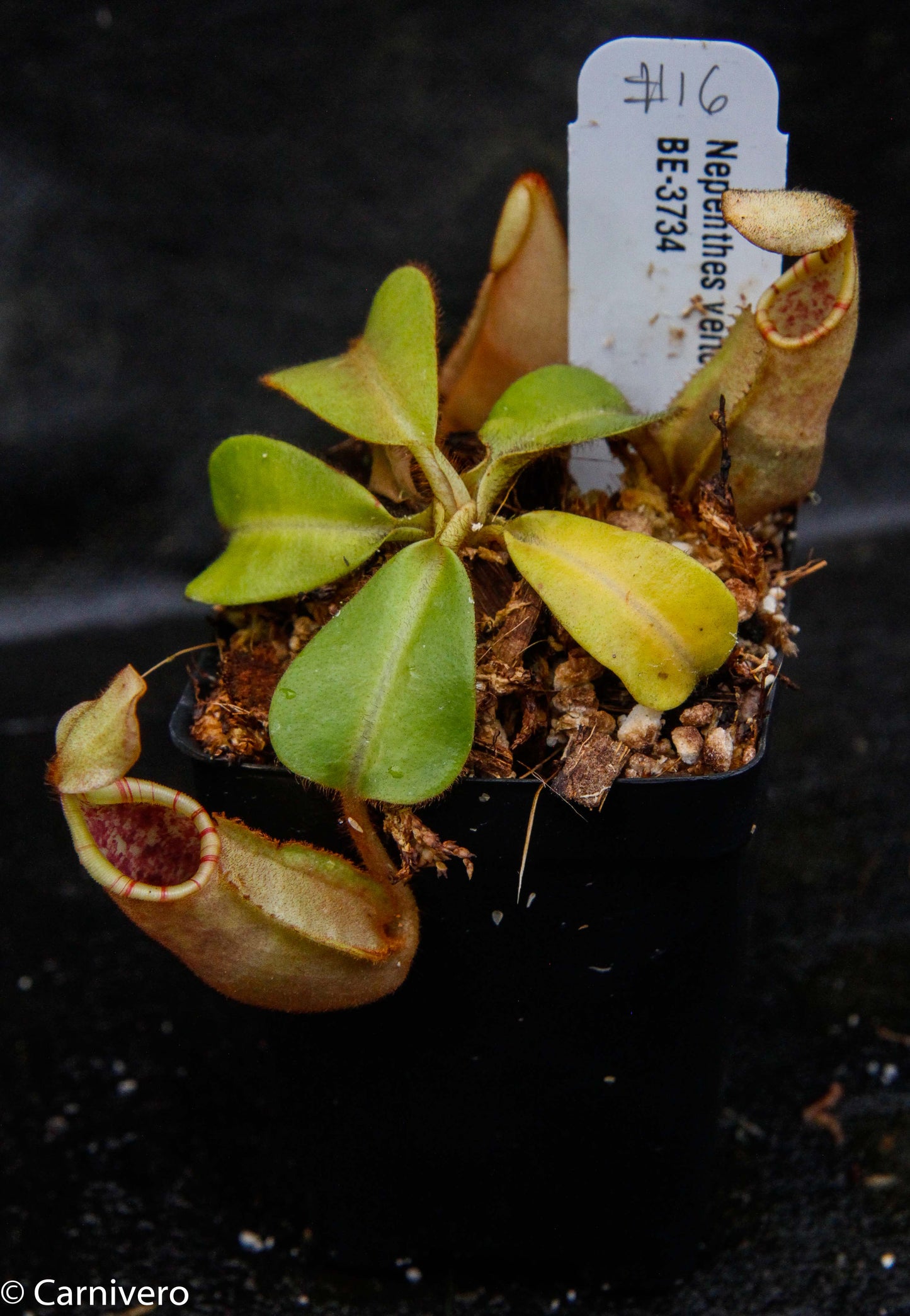 Nepenthes veitchii Bareo, BE-3734 large squat striped peristome pitcher, Pitcher plant, carnivorous plant, collectors plant, large pitchers, rare nepenthes, terrarium plant, easy to grow nepenthes, beginner nepenthes, beginner pitcher plants, nepenthes, veitchii.