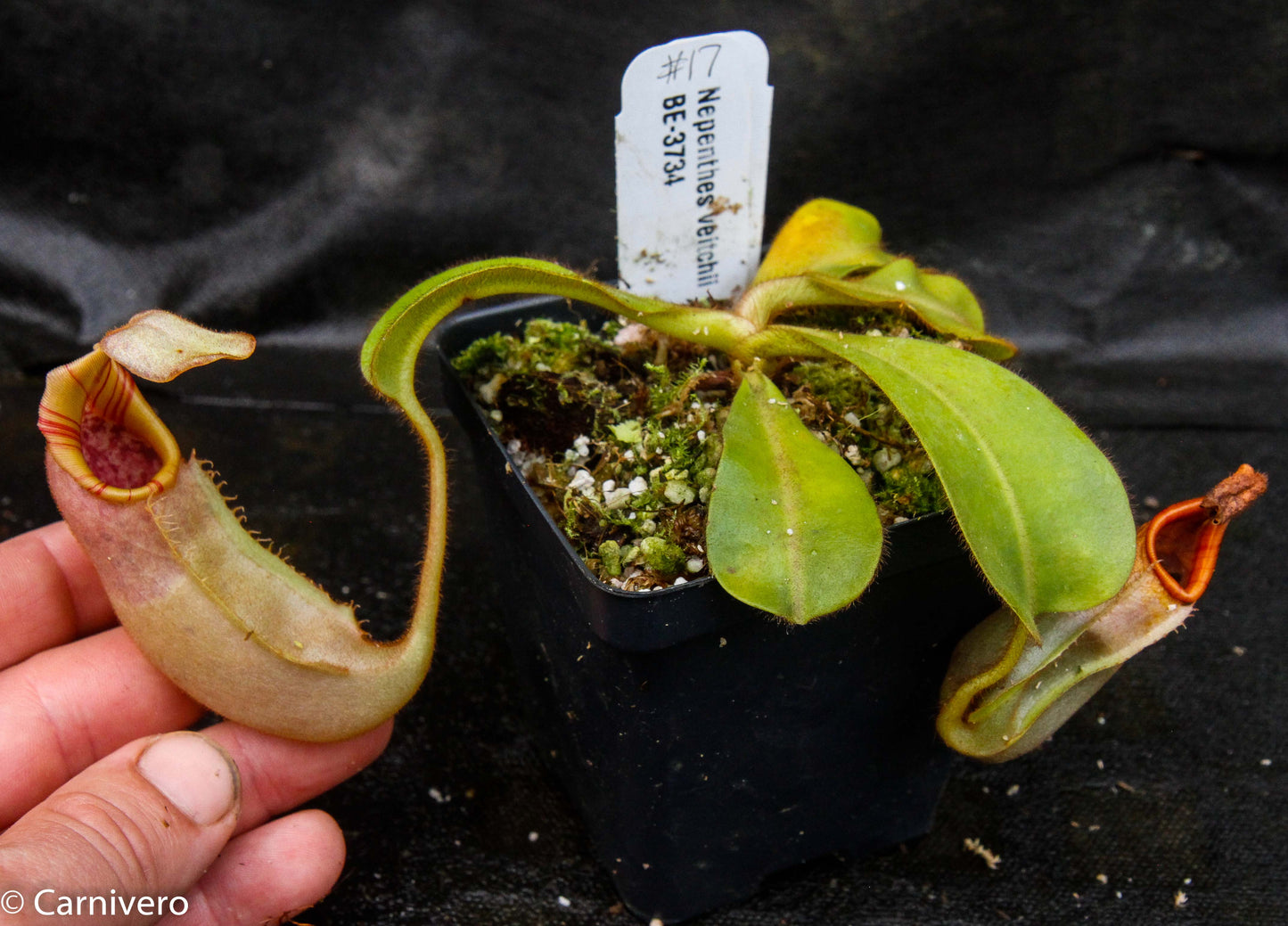 Nepenthes veitchii Bareo, BE-3734 large squat striped peristome pitcher, Pitcher plant, carnivorous plant, collectors plant, large pitchers, rare nepenthes, terrarium plant, easy to grow nepenthes, beginner nepenthes, beginner pitcher plants, nepenthes, veitchii.