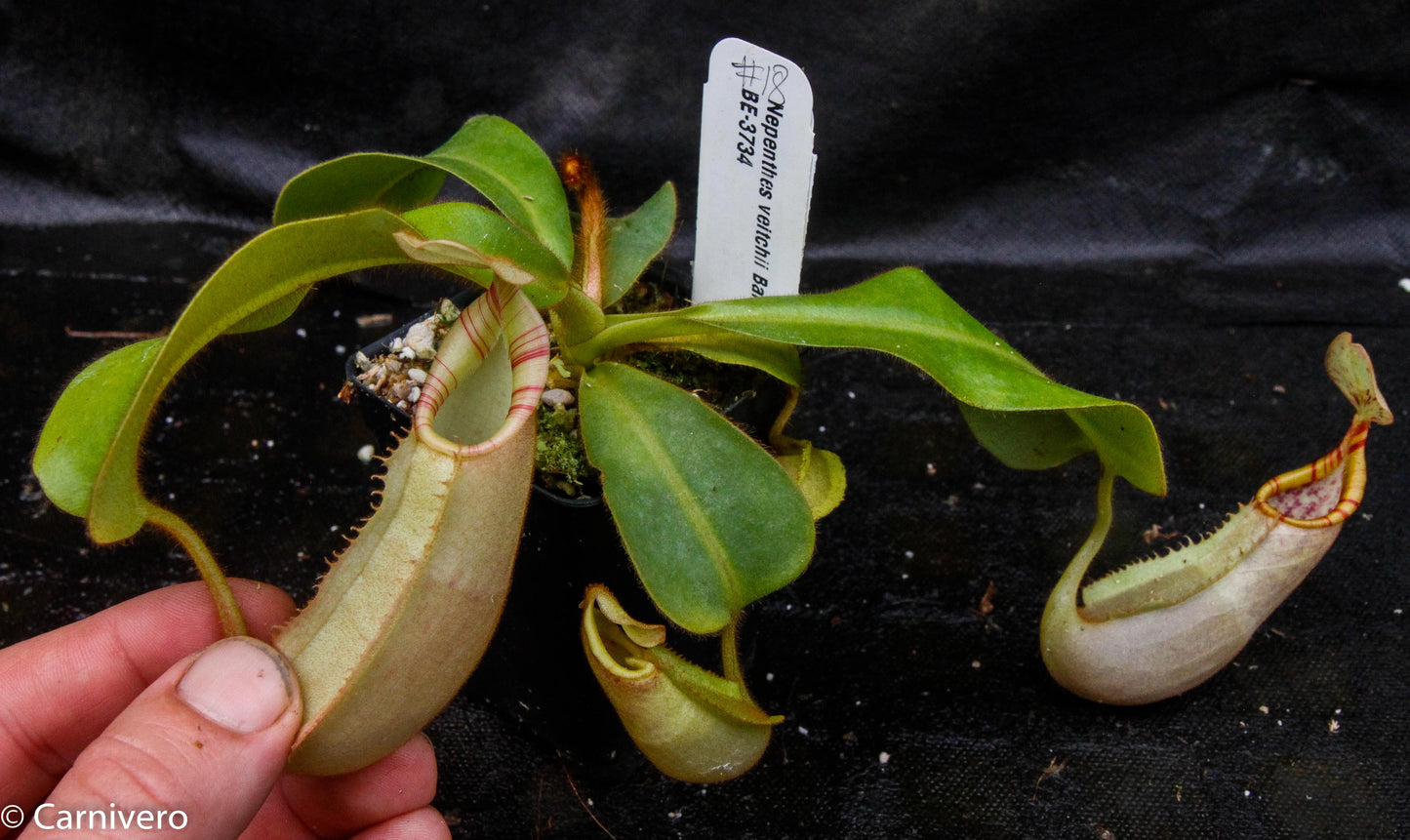 Nepenthes veitchii Bareo, BE-3734 large squat striped peristome pitcher, Pitcher plant, carnivorous plant, collectors plant, large pitchers, rare nepenthes, terrarium plant, easy to grow nepenthes, beginner nepenthes, beginner pitcher plants, nepenthes, veitchii.