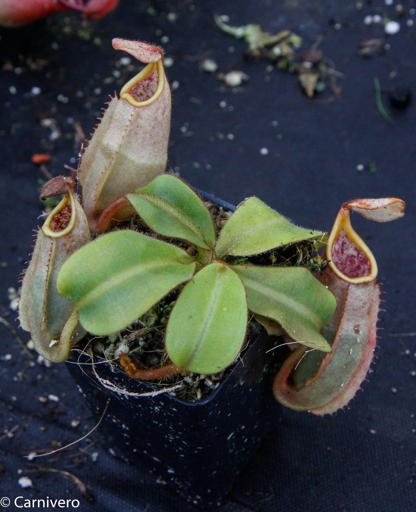 Nepenthes veitchii Bareo, BE-3734 large squat striped peristome pitcher, Pitcher plant, carnivorous plant, collectors plant, large pitchers, rare nepenthes, terrarium plant, easy to grow nepenthes, beginner nepenthes, beginner pitcher plants, nepenthes, veitchii.