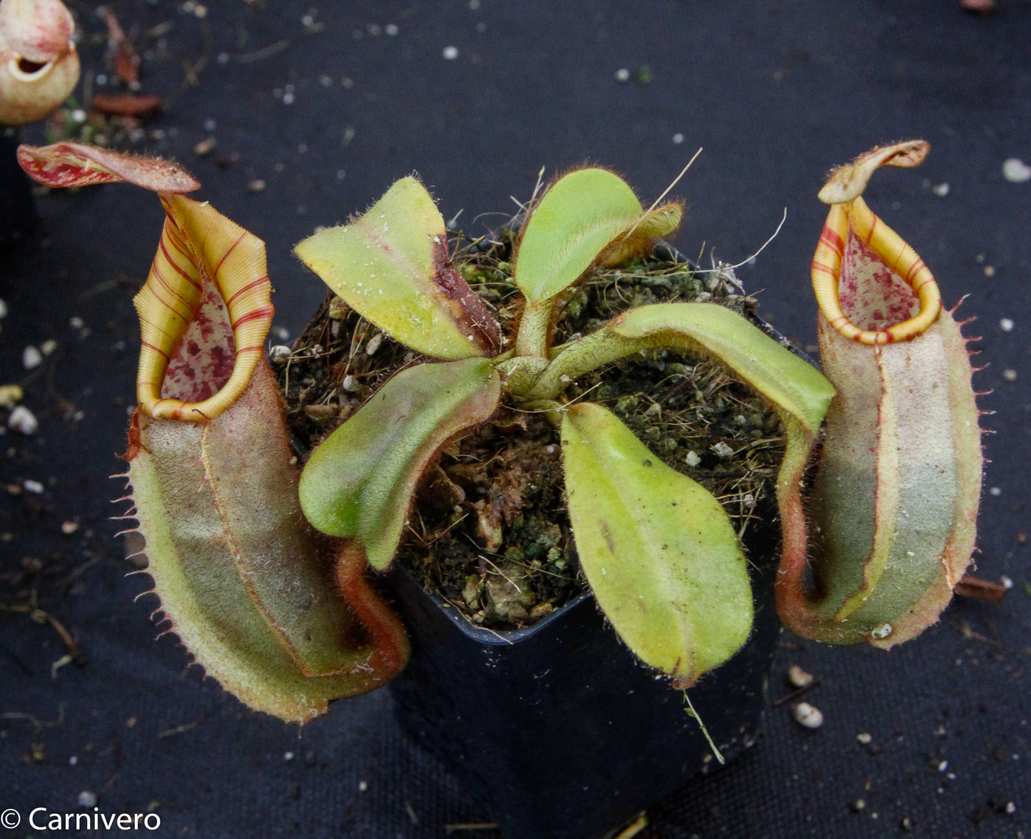Nepenthes veitchii Bareo, BE-3734 large squat striped peristome pitcher, Pitcher plant, carnivorous plant, collectors plant, large pitchers, rare nepenthes, terrarium plant, easy to grow nepenthes, beginner nepenthes, beginner pitcher plants, nepenthes, veitchii.