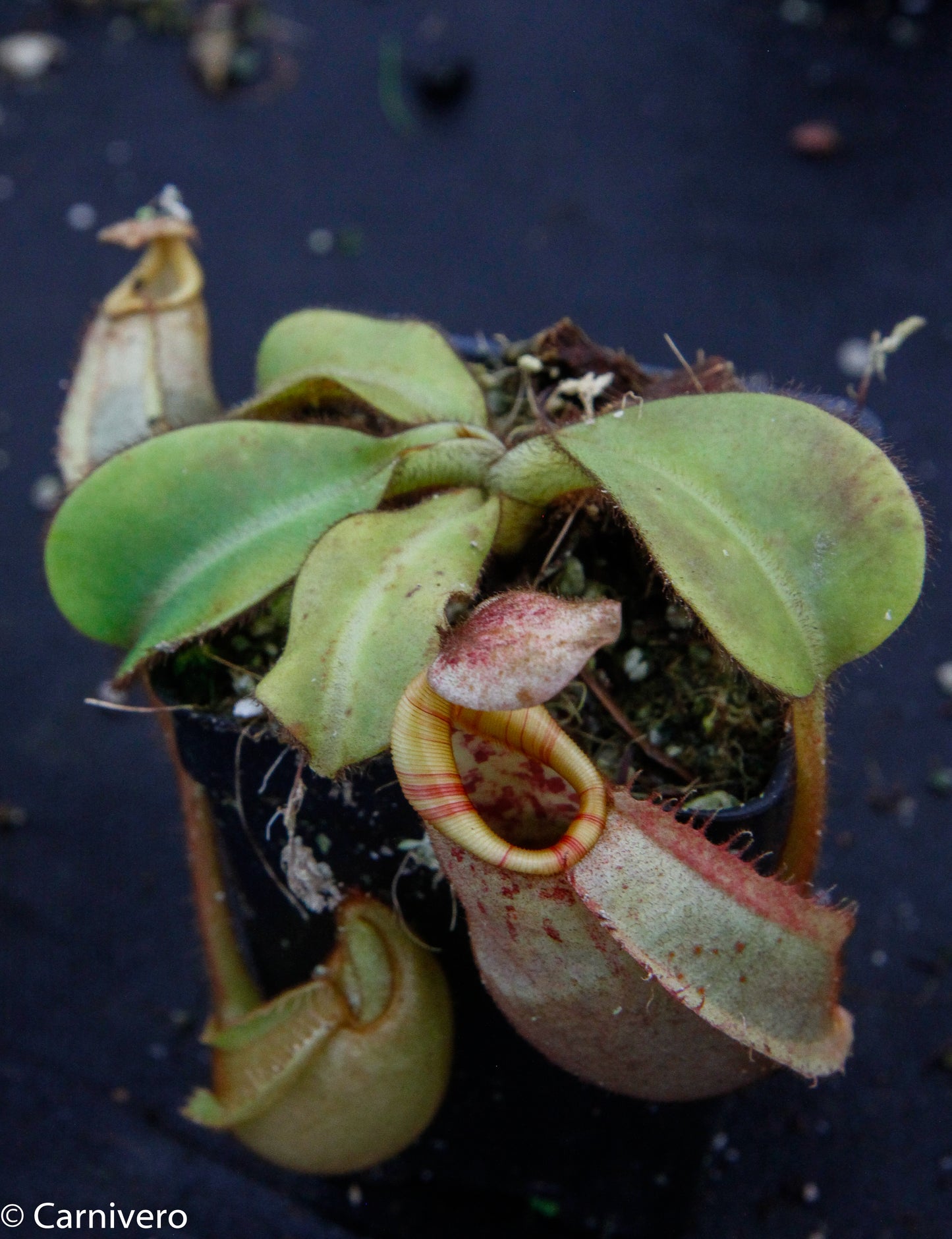 Nepenthes veitchii Bareo, BE-3734 large squat striped peristome pitcher, Pitcher plant, carnivorous plant, collectors plant, large pitchers, rare nepenthes, terrarium plant, easy to grow nepenthes, beginner nepenthes, beginner pitcher plants, nepenthes, veitchii.