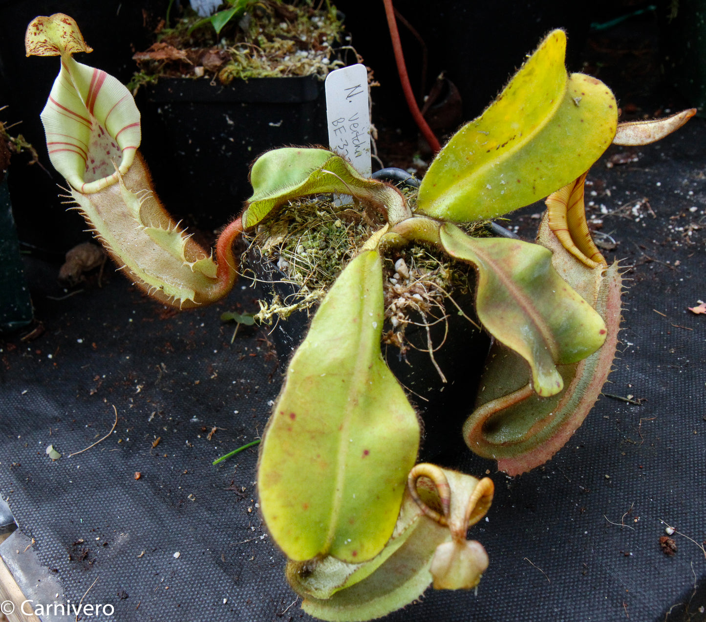 Nepenthes veitchii Bareo, BE-3734 large squat striped peristome pitcher, Pitcher plant, carnivorous plant, collectors plant, large pitchers, rare nepenthes, terrarium plant, easy to grow nepenthes, beginner nepenthes, beginner pitcher plants, nepenthes, veitchii.