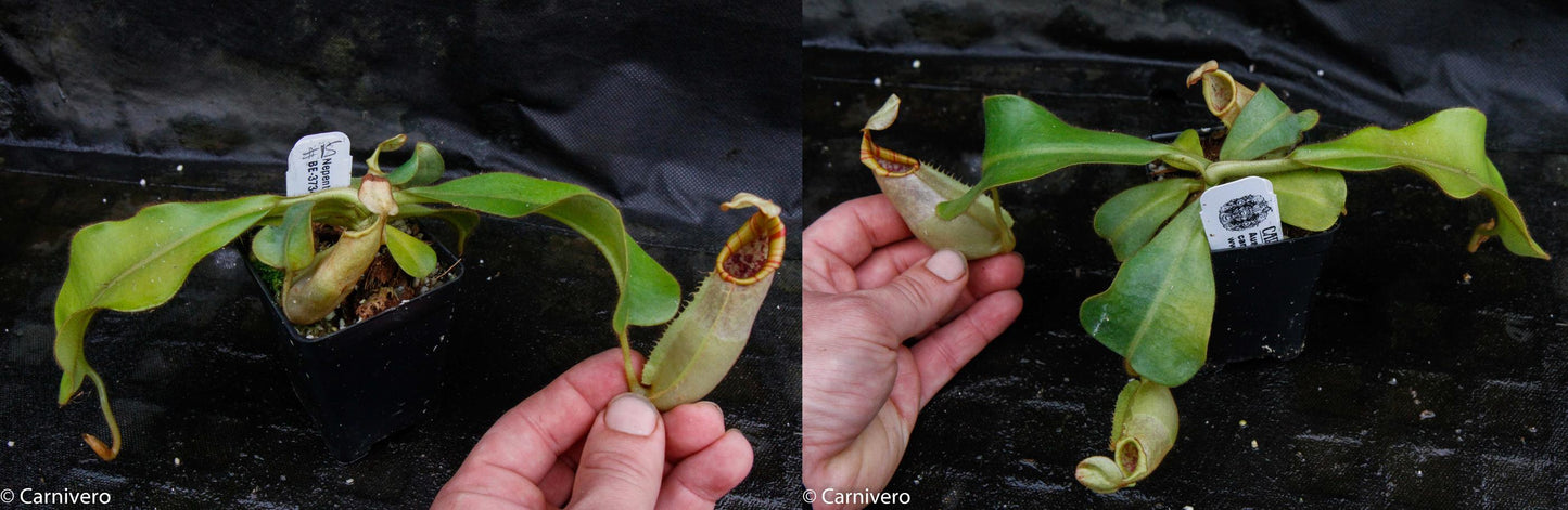 Nepenthes veitchii Bareo, BE-3734 large squat striped peristome pitcher, Pitcher plant, carnivorous plant, collectors plant, large pitchers, rare nepenthes, terrarium plant, easy to grow nepenthes, beginner nepenthes, beginner pitcher plants, nepenthes, veitchii.