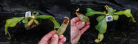  Nepenthes veitchii Bareo, BE-3734 large squat striped peristome pitcher, Pitcher plant, carnivorous plant, collectors plant, large pitchers, rare nepenthes, terrarium plant, easy to grow nepenthes, beginner nepenthes, beginner pitcher plants, nepenthes, veitchii.  
