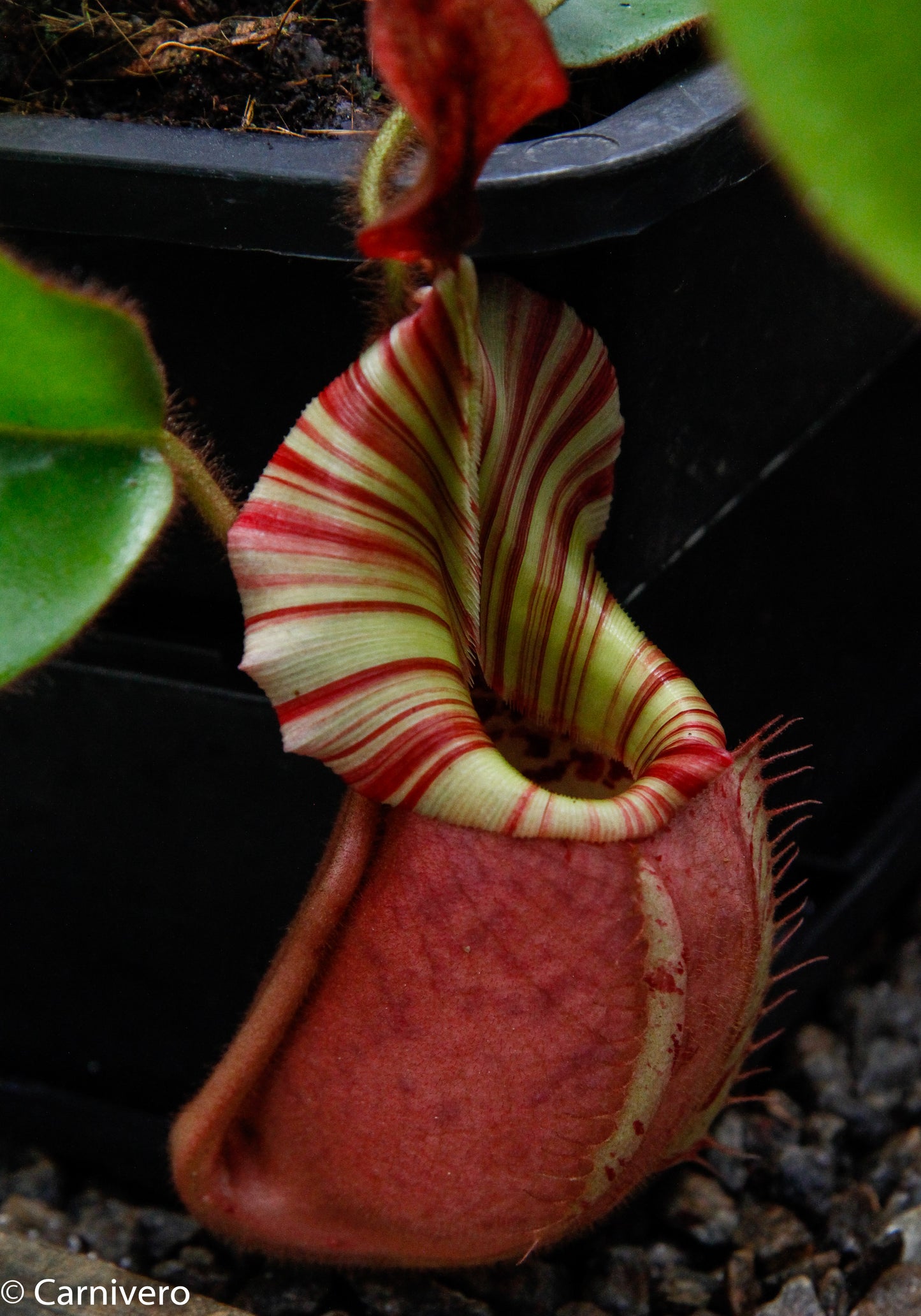 Nepenthes veitchii Bareo, BE-3734 large squat striped peristome pitcher, Pitcher plant, carnivorous plant, collectors plant, large pitchers, rare nepenthes, terrarium plant, easy to grow nepenthes, beginner nepenthes, beginner pitcher plants, nepenthes, veitchii.