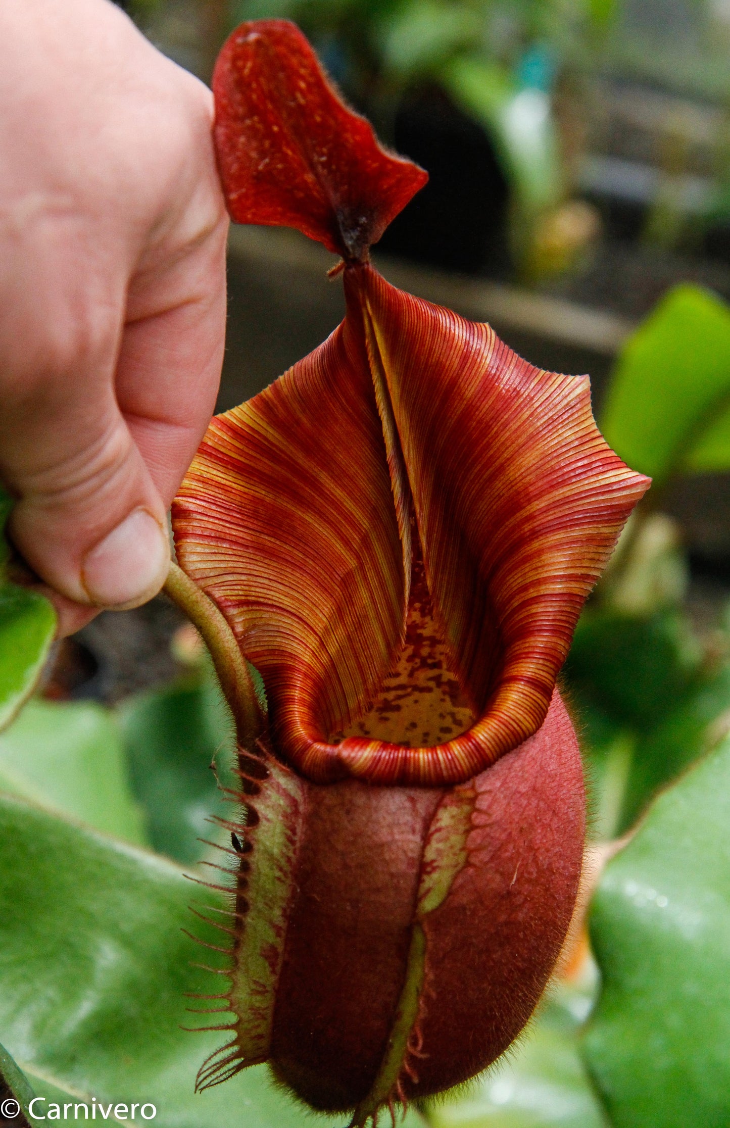 Nepenthes veitchii Bareo, BE-3734 large squat striped peristome pitcher, Pitcher plant, carnivorous plant, collectors plant, large pitchers, rare nepenthes, terrarium plant, easy to grow nepenthes, beginner nepenthes, beginner pitcher plants, nepenthes, veitchii.