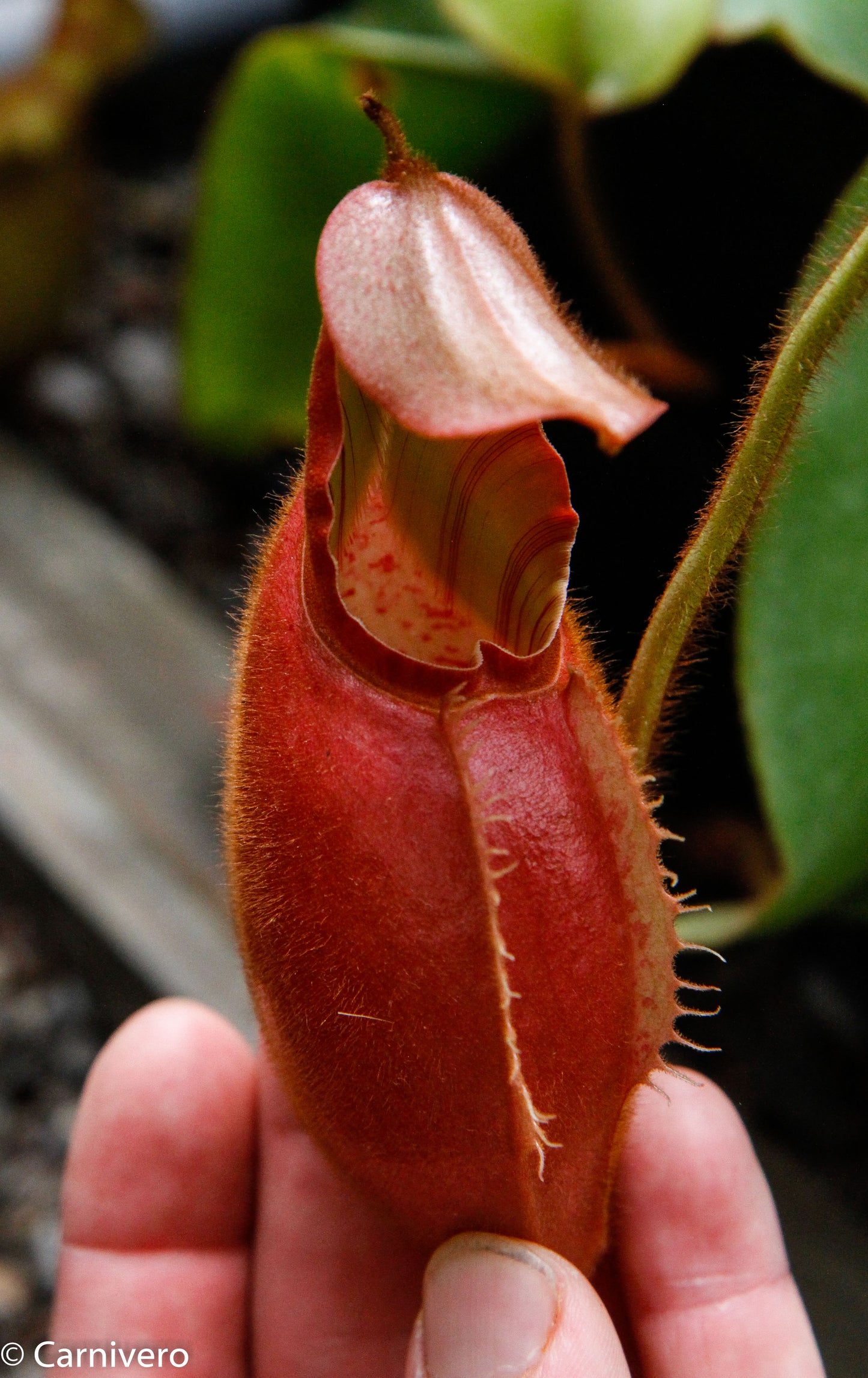 Nepenthes veitchii Bareo, BE-3734 large squat striped peristome pitcher, Pitcher plant, carnivorous plant, collectors plant, large pitchers, rare nepenthes, terrarium plant, easy to grow nepenthes, beginner nepenthes, beginner pitcher plants, nepenthes, veitchii.