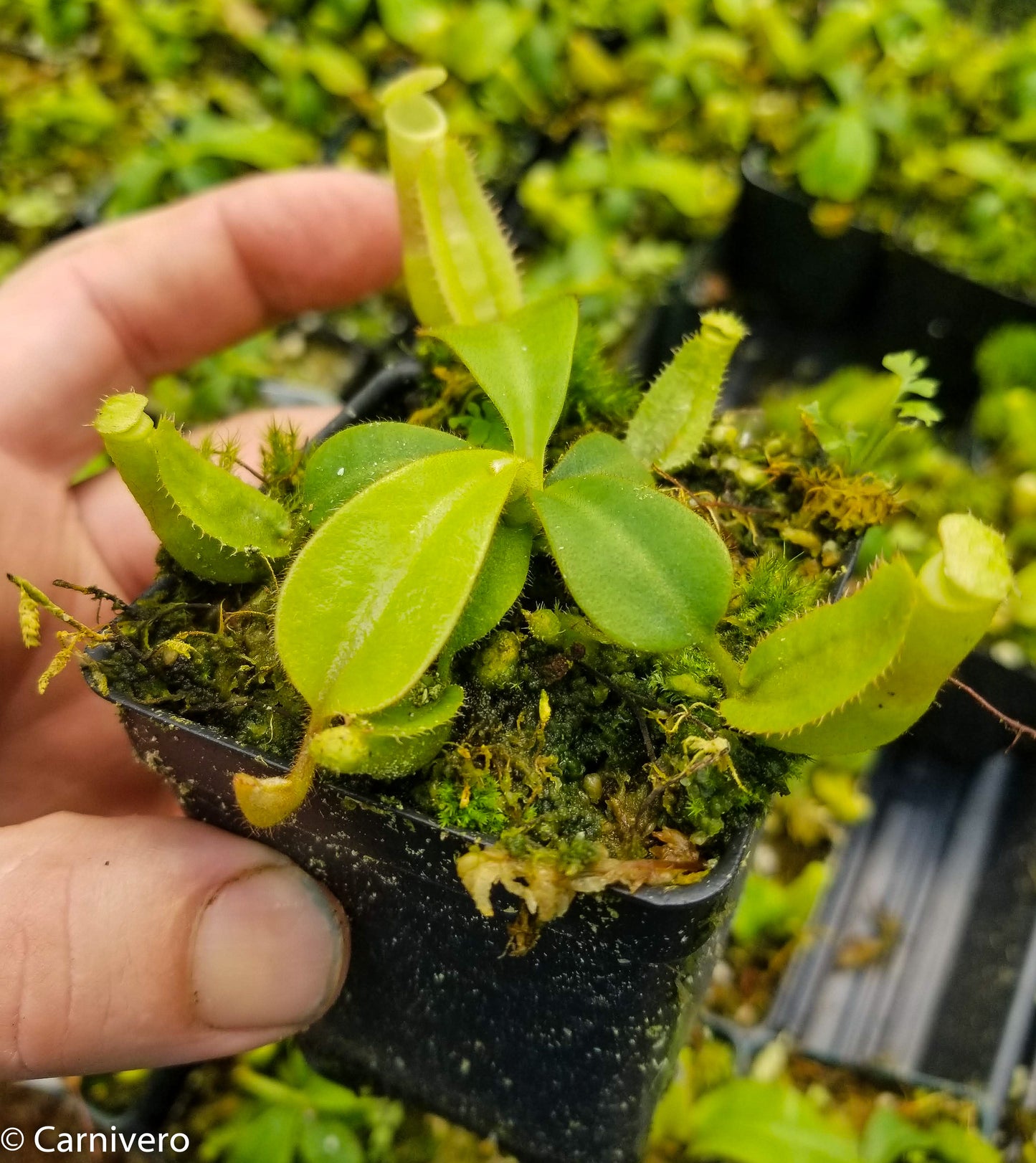 Nepenthes veitchii (k) “Big Mama” x “Pink Candy Cane” large squat striped peristome pitcher, Pitcher plant, carnivorous plant, collectors plant, large pitchers, rare nepenthes, terrarium plant, easy to grow nepenthes, beginner nepenthes, beginner pitcher plants, nepenthes hybrid, veitchii hybrid.