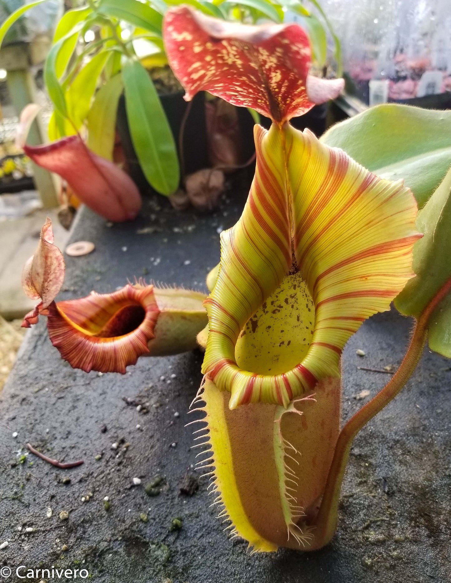 Nepenthes veitchii Kelabit Highlands