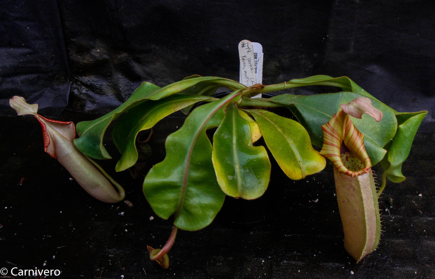 Nepenthes veitchii Kelabit Highlands