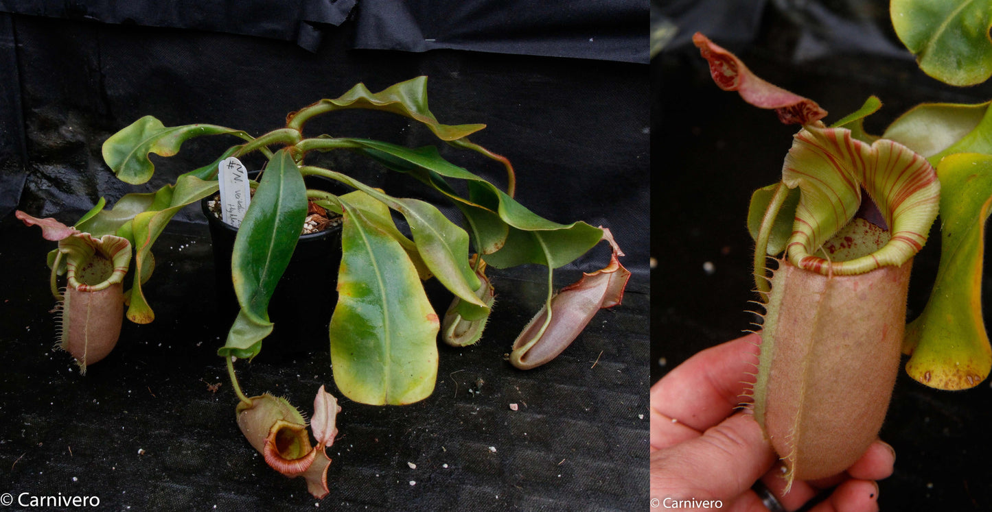 Nepenthes veitchii Kelabit Highlands