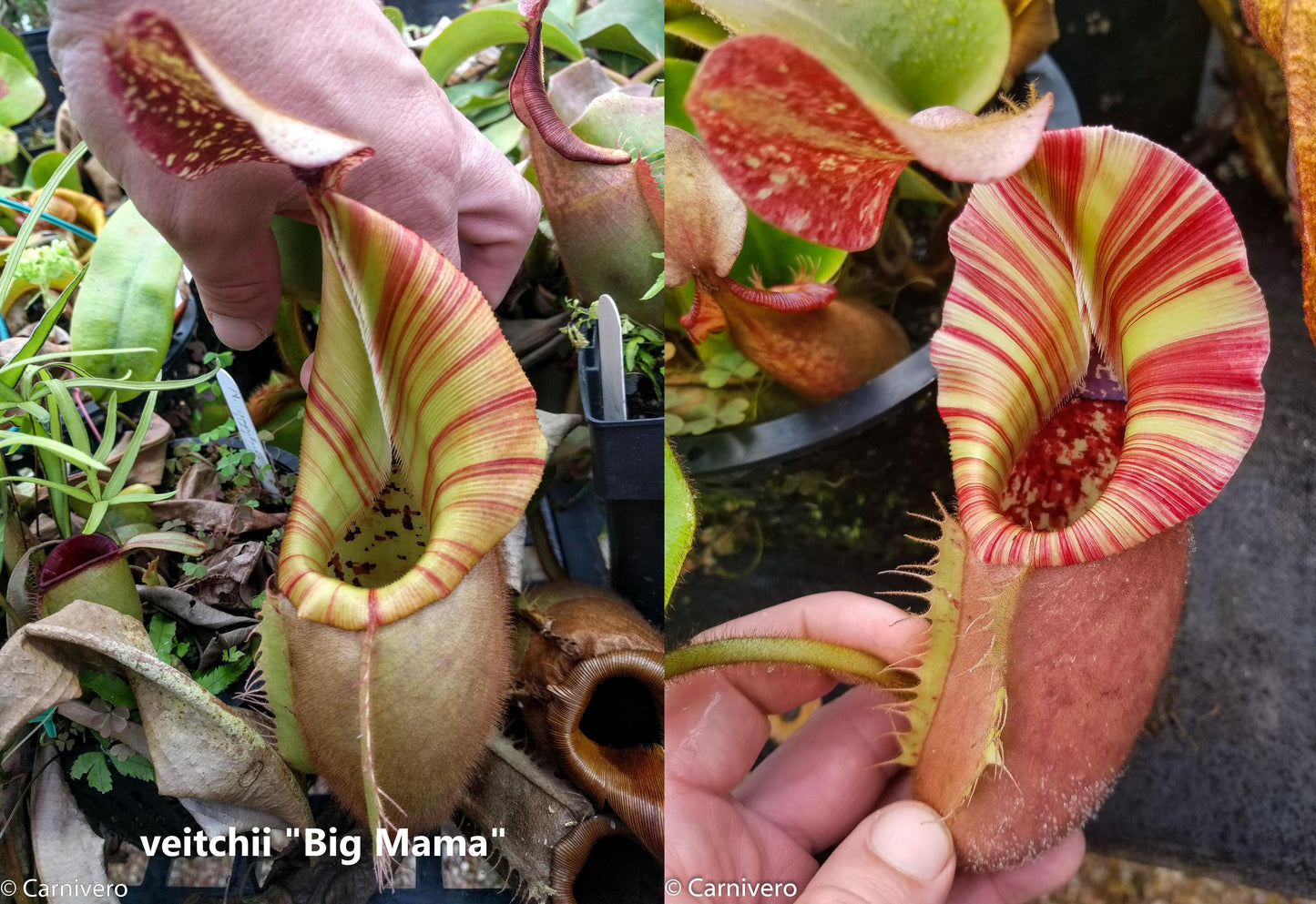 Nepenthes veitchii (
