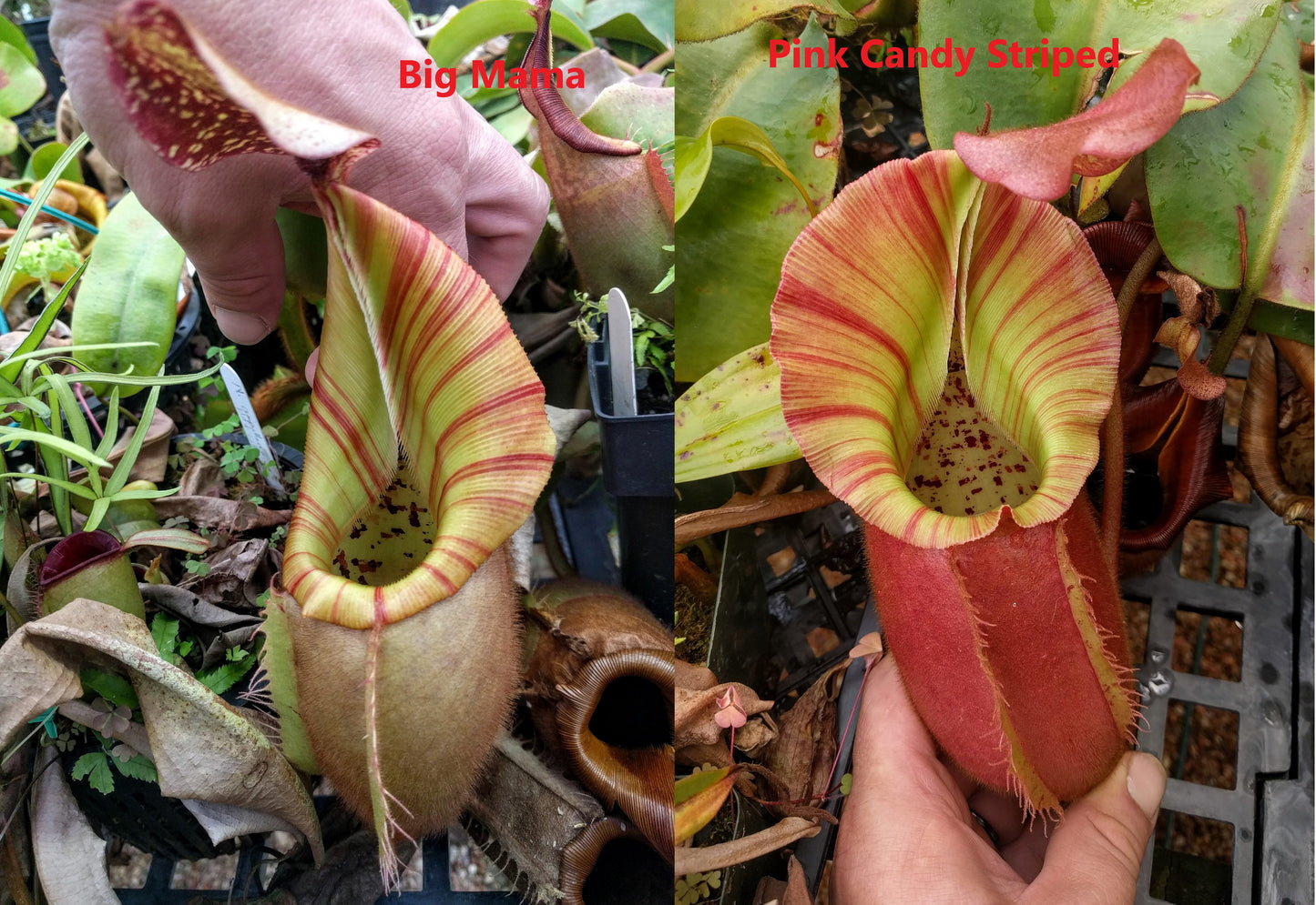 Nepenthes veitchii (k) “Big Mama” x “Pink Candy Cane” large squat striped peristome pitcher, Pitcher plant, carnivorous plant, collectors plant, large pitchers, rare nepenthes, terrarium plant, easy to grow nepenthes, beginner nepenthes, beginner pitcher plants, nepenthes hybrid, veitchii hybrid.