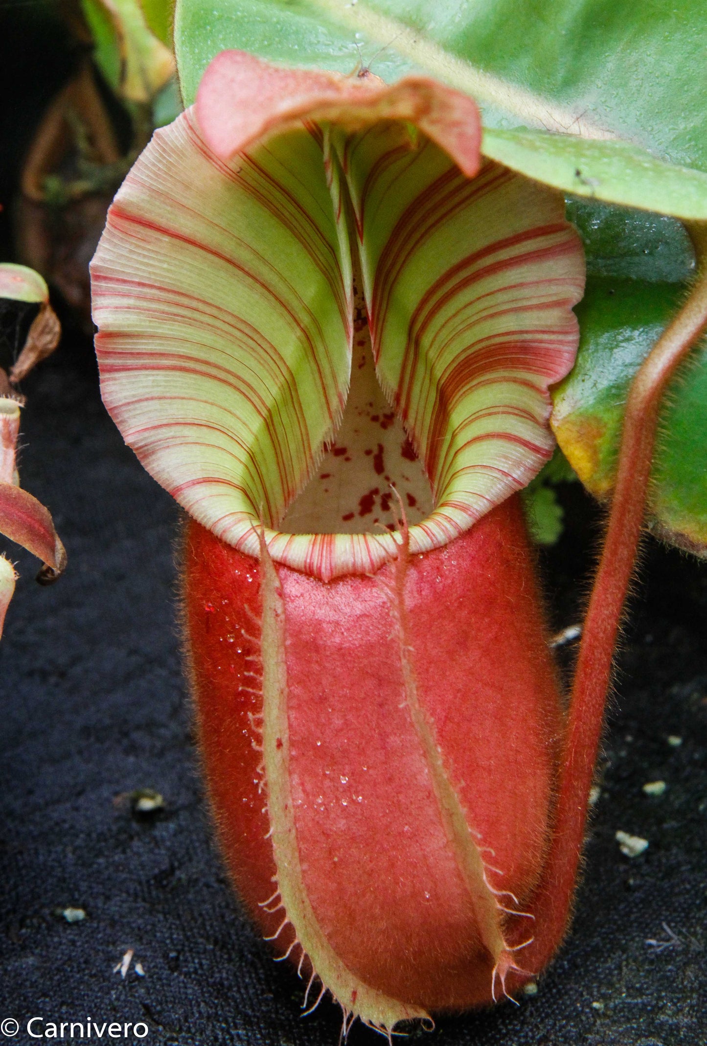 Nepenthes veitchii