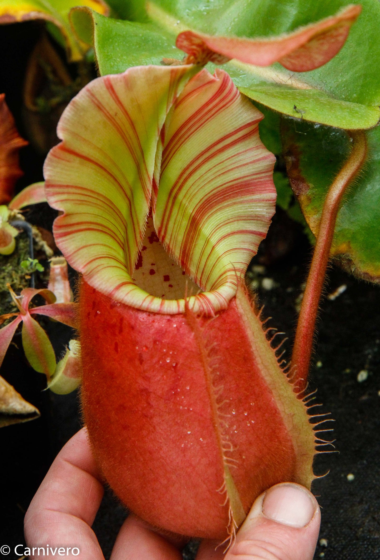 Nepenthes veitchii