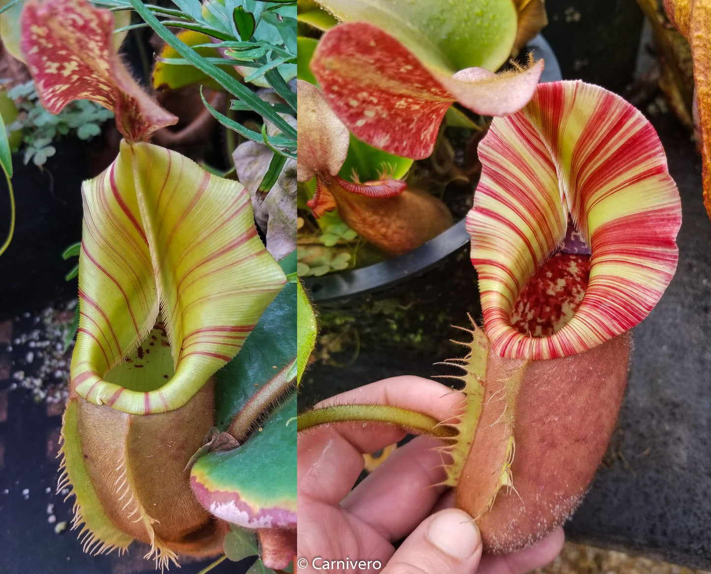 Nepenthes veitchii (#5 x