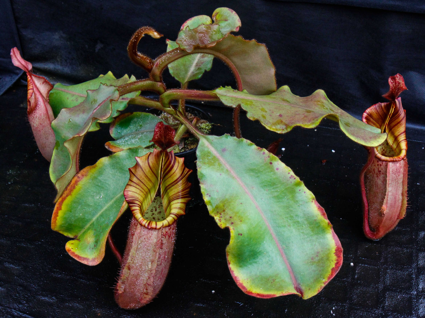 Nepenthes veitchii (Murud Striped x Candy), Specimen B