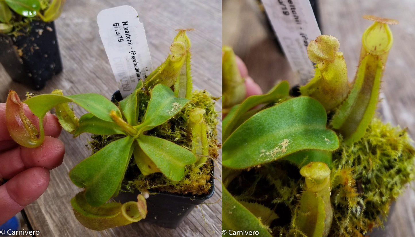 Nepenthes veitchii (